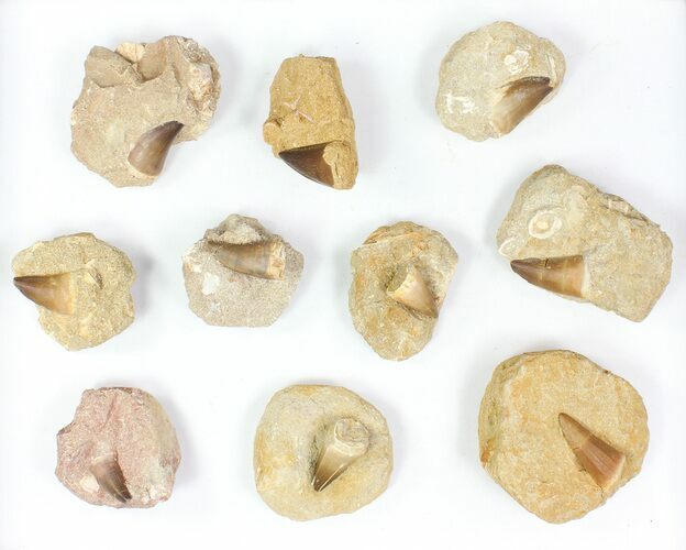 Lot: - Fossil Mosasaur Teeth In Rock - Pieces #77164